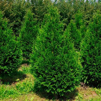 Туя складчатая Кан-Кан, С2 - Dolina-Sad.Ru