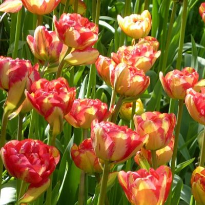 Тюльпан Сандаунер фото