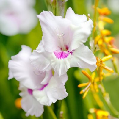 Гладиолус Норма Джин - Dolina-Sad.Ru