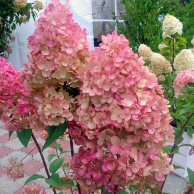 Гортензия метельчатая Фантом, С2 - Dolina-Sad.Ru