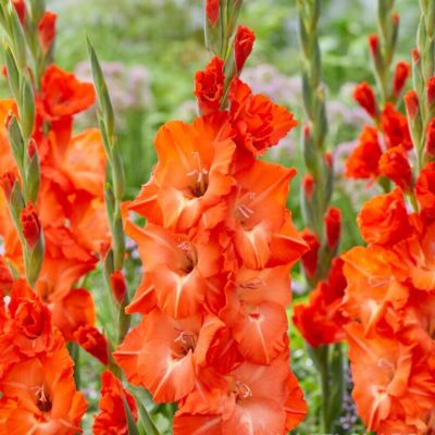 Гладиолус Сторми - Dolina-Sad.Ru