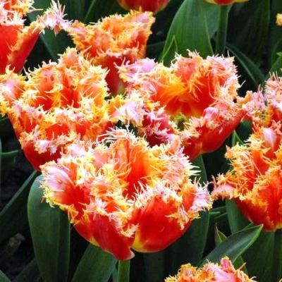 Тюльпан Джоинт Дивижн Тюльпан Джоинт Дивижн фото