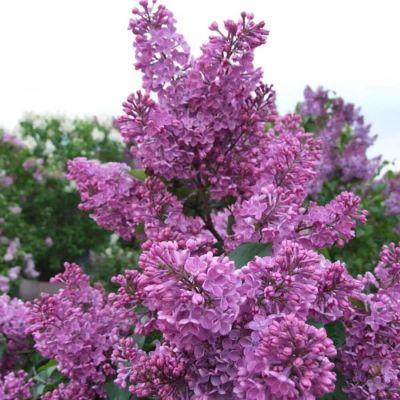 Сирень обыкновенная Аметист, С2 - Dolina-Sad.Ru