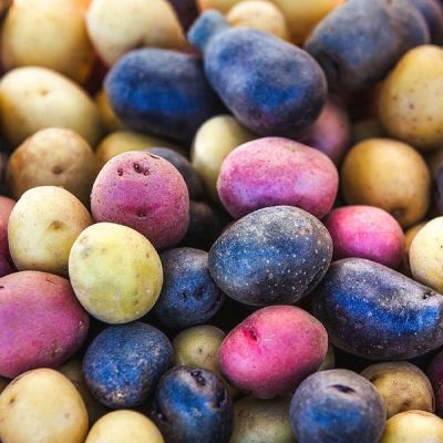 КАРТОФЕЛЬ САЛЮТ - Dolina-Sad.Ru