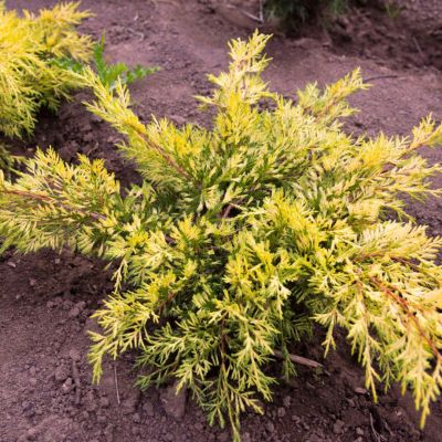 Можжевельник средний Кинг Оф Спринг, С3 Можжевельник средний Кинг Оф Спринг, С3 - Dolina-Sad.Ru