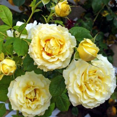 Роза Сирано де Бержерак Роза Сирано де Бержерак - Dolina-Sad.Ru