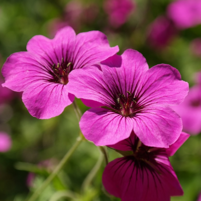 Герань Патриция Герань Патриция фото