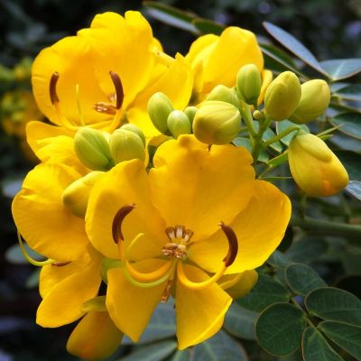 Кассия Александрия, Трубчатые Кассия Александрия, Трубчатые фото