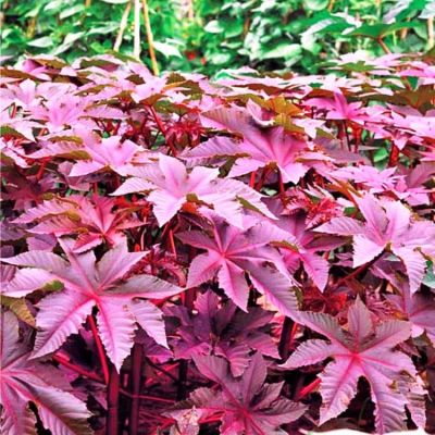 Клещевина Остров Красный Клещевина Остров Красный фото