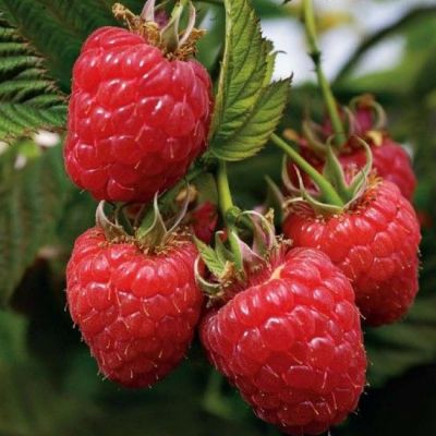 Малина Евразия/Ремонтантная фото