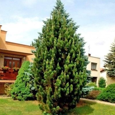 Сосна Черная Пирамидалис Сосна Черная Пирамидалис фото