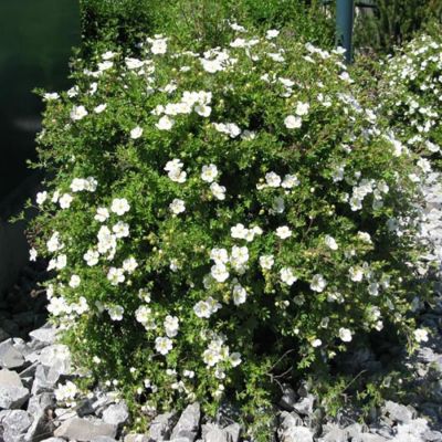 Лапчатка кустарниковая Сноуфлейк, С3 Лапчатка кустарниковая Сноуфлейк, С3 - Dolina-Sad.Ru