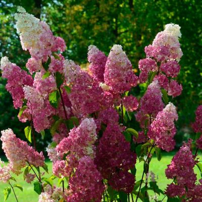 Гортензия метельчатая Фрайз Мельба, С7,5 - Dolina-Sad.Ru
