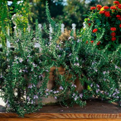 Розмарин лекарственный Корсикан Блю Розмарин лекарственный Корсикан Блю - Dolina-Sad.Ru