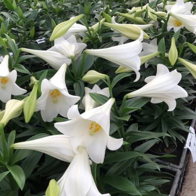 Лилия Миракл - Dolina-Sad.Ru