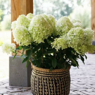 Гортензия метельчатая Вайтлайт Гортензия метельчатая Вайтлайт - Dolina-Sad.Ru