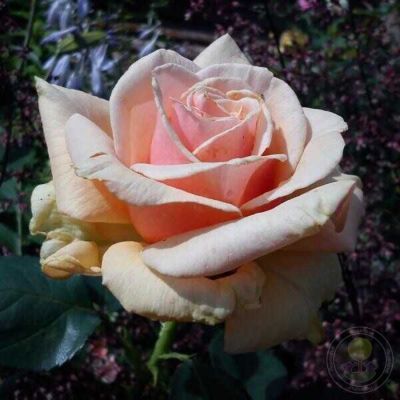 Роза Роял Бьюти Роза Роял Бьюти - Dolina-Sad.Ru