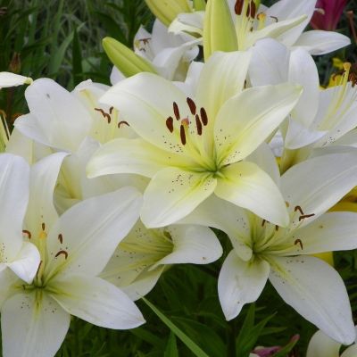 Лилия Сноудон Лилия Сноудон - Dolina-Sad.Ru