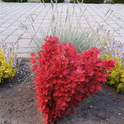 Барбарис Тунберга Оранж Айс, С2 Барбарис Тунберга Оранж Айс, С2 - Dolina-Sad.Ru