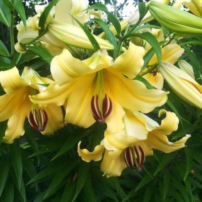 Лилия Элдорет Лилия Элдорет - Dolina-Sad.Ru