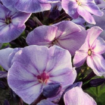 Флокс метельчатый Юник Олд Блю - Dolina-Sad.Ru