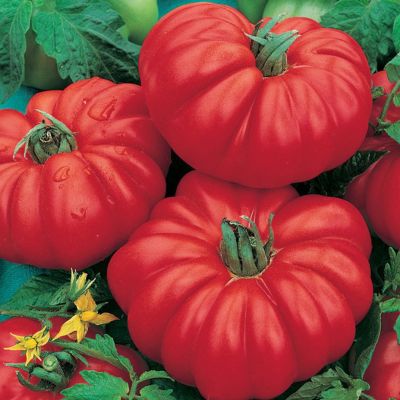 Томат Веселый сосед автор. Томат Веселый сосед автор. - Dolina-Sad.Ru