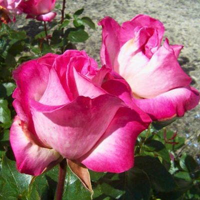 Роза Роз Гожар - Dolina-Sad.Ru