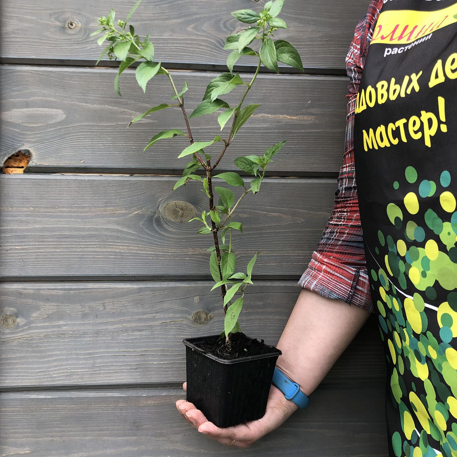 Гортензия метельчатая Магикал Свит Саммер, С1,5 Гортензия метельчатая Магикал Свит Саммер, С1,5 - Dolina-Sad.Ru