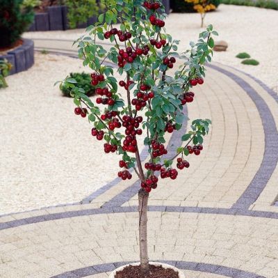 Вишня Колоновидная Вишня Колоновидная фото