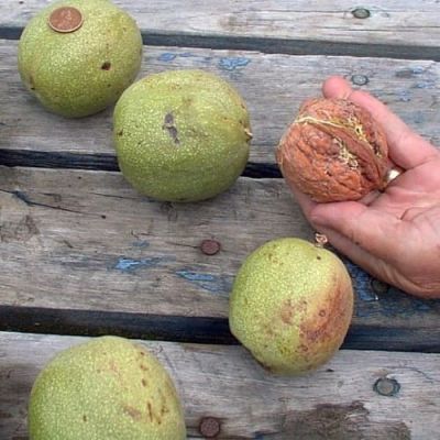 Грецкий орех Великан Грецкий орех Великан фото