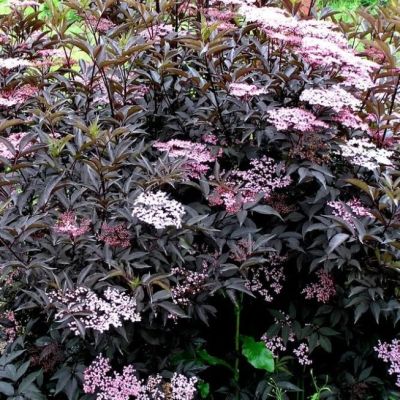 Бузина Черная триумф Бузина Черная триумф фото