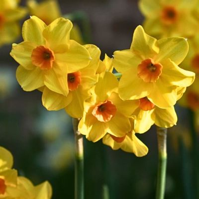 Нарцисс Мартинетт Нарцисс Мартинетт - Dolina-Sad.Ru