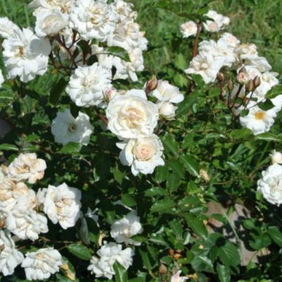 Роза Космос в горшке - Dolina-Sad.Ru