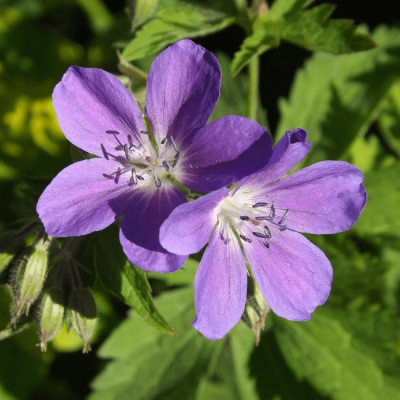 Герань лесная Мэйфлауэр , X Герань лесная Мэйфлауэр , X фото