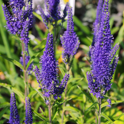 Вероника длиннолистная Мариетта фото