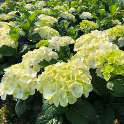 Гортензия крупнолистная Кайпаринья Гортензия крупнолистная Кайпаринья - Dolina-Sad.Ru