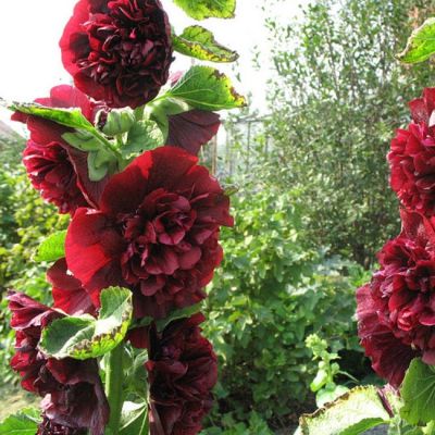 Шток-Роза Темно-Бордовая Махровая Шток-Роза Темно-Бордовая Махровая фото