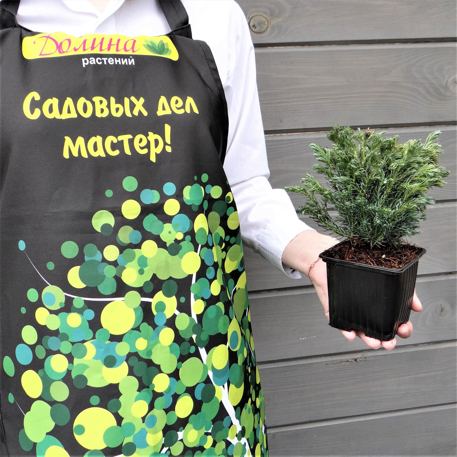 Кипарисовик горохоплодный Булевард Кипарисовик горохоплодный Булевард фото