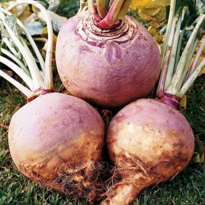 Брюква Красносельская (ЦВ) 0,5гр. фото