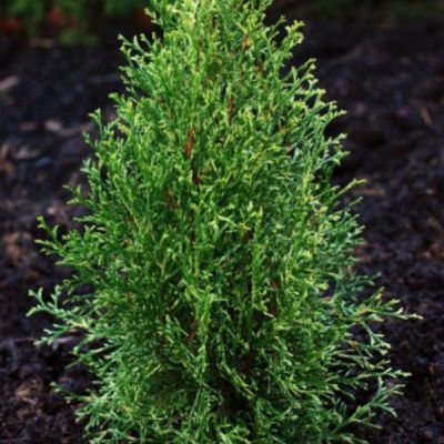 Туя западная Вайт Смарагд Туя западная Вайт Смарагд фото