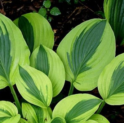 Хоста Велвет Мун Хоста Велвет Мун - Dolina-Sad.Ru