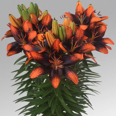 Лилия Тренди Лас Палмас Лилия Тренди Лас Палмас - Dolina-Sad.Ru