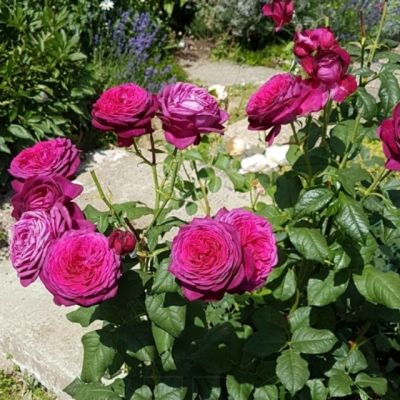 Роза Иоганн Вольфганг фон Гете - Dolina-Sad.Ru