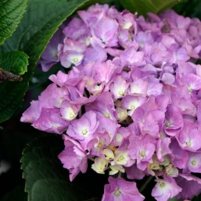 Гортензия крупнолистная Дива Гортензия крупнолистная Дива - Dolina-Sad.Ru