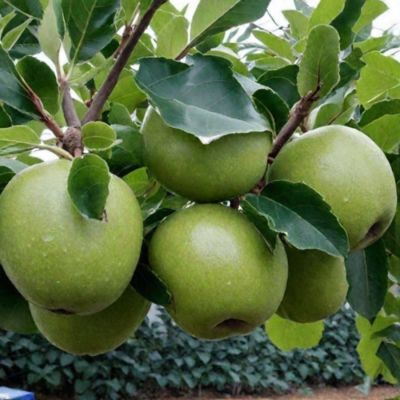 Яблоня Грэнни Смит Яблоня Грэнни Смит - Dolina-Sad.Ru