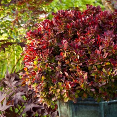 Барбарис Тунберга Голден Руби - Dolina-Sad.Ru