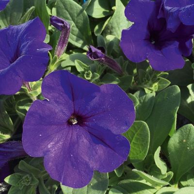 Петуния Альпетуния Блю - Dolina-Sad.Ru