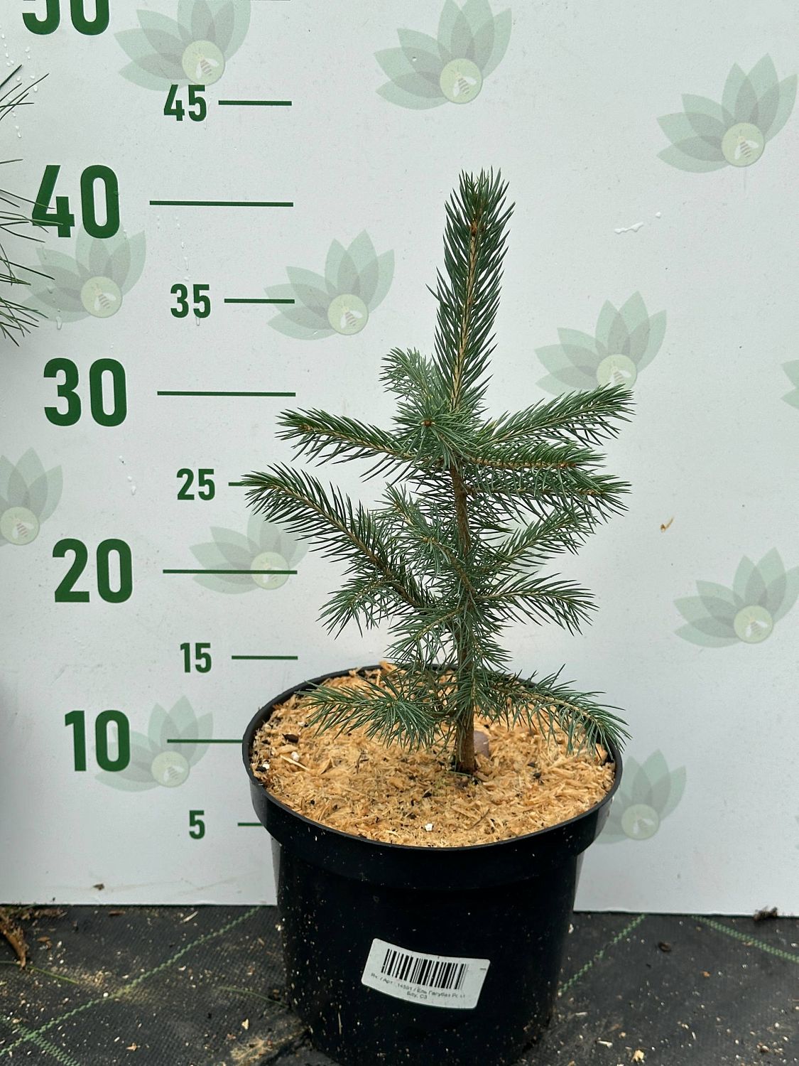 Ель Голубая Роял Блу, С3 Ель Голубая Роял Блу, С3 - Dolina-Sad.Ru