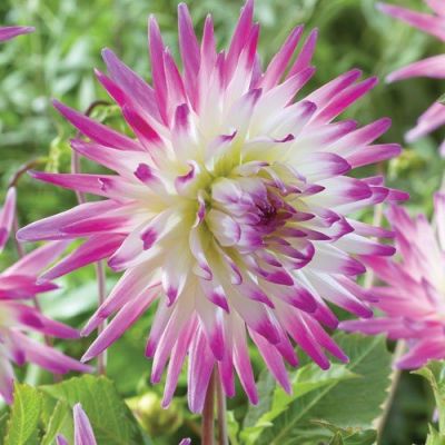 Георгина Хейли Джейн Георгина Хейли Джейн фото