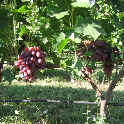 Виноград Ризамат Виноград Ризамат - Dolina-Sad.Ru